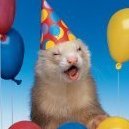 Ferret